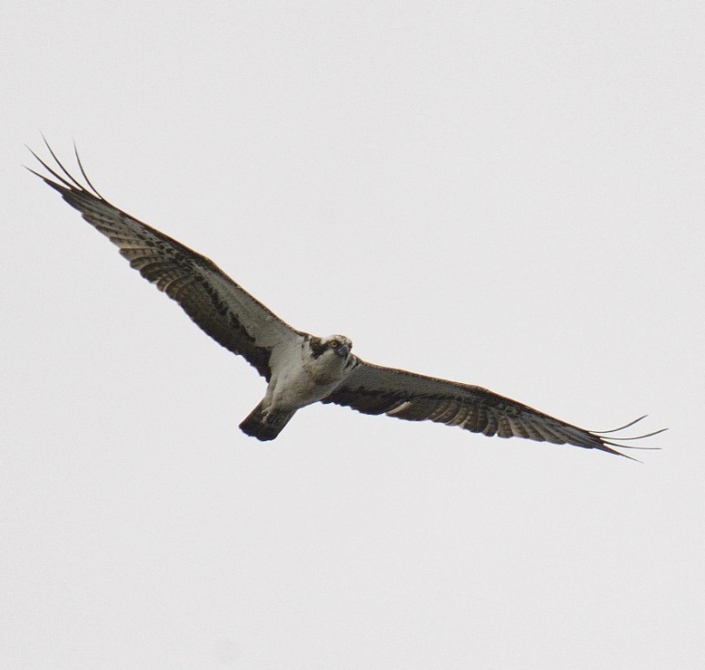 osprey new zealand