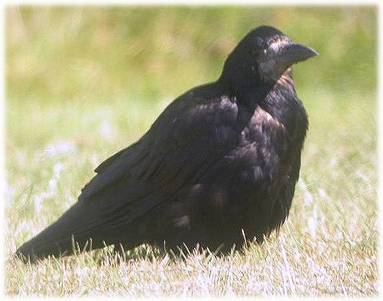 Rooks among the rocks, Birds