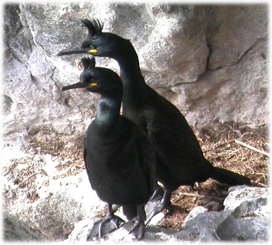 shags cormorants identifying cormorant reavey carl photographer shag