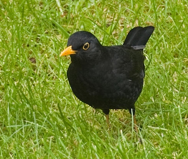 red with orange beak bird