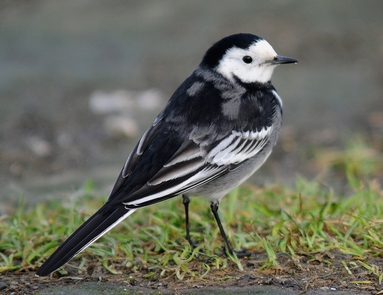 White Wagtail - Arran Birding