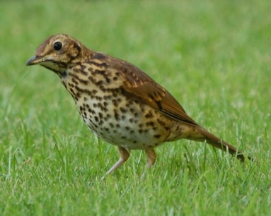 Song Thrush